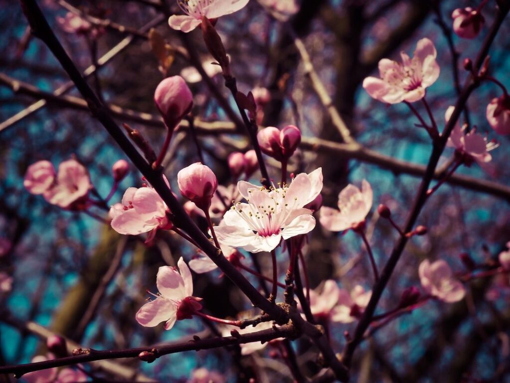 flowering tree with pink blossoms