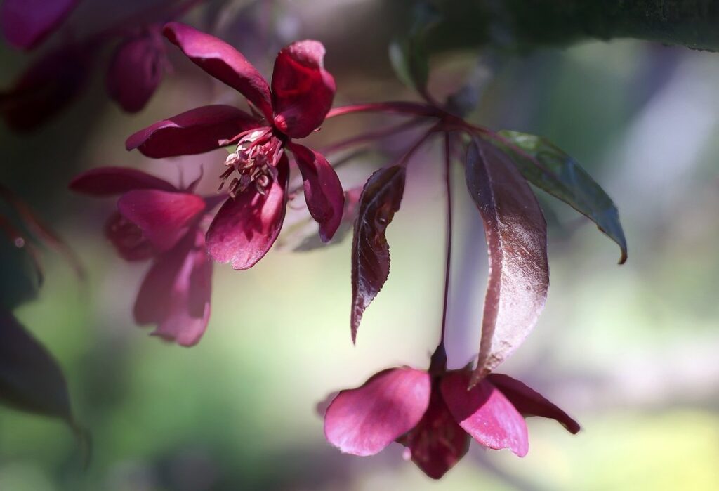 pink flower bush