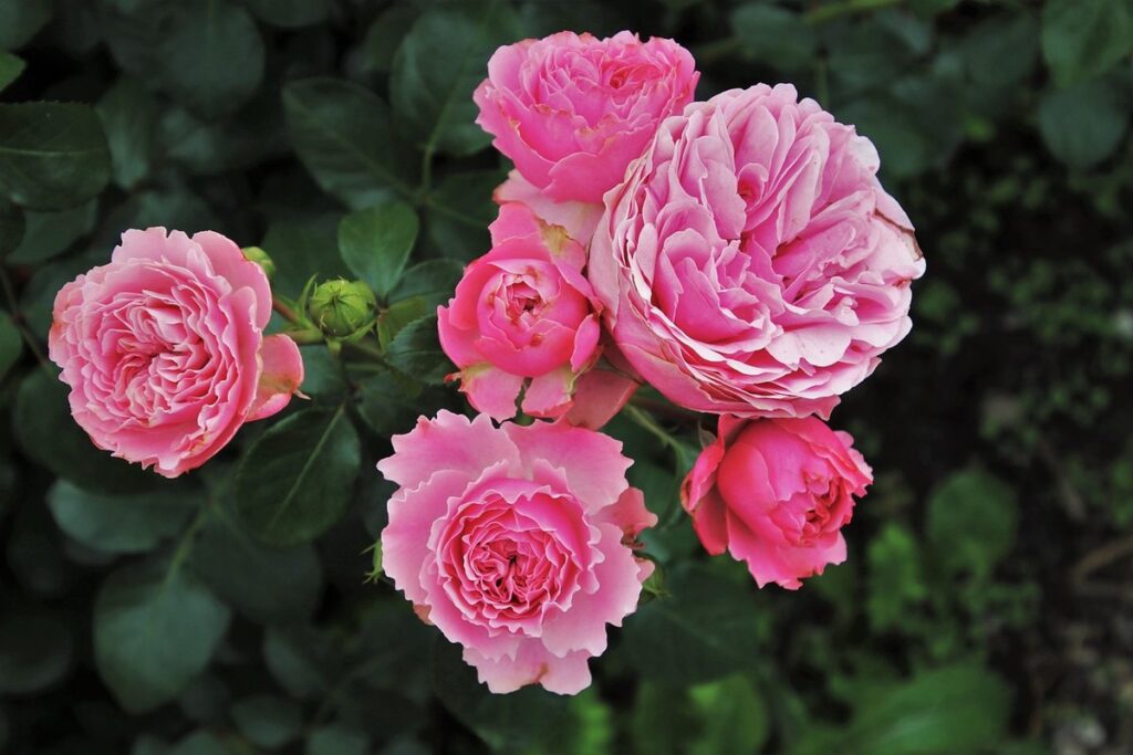 pink flowering bushes shrubs