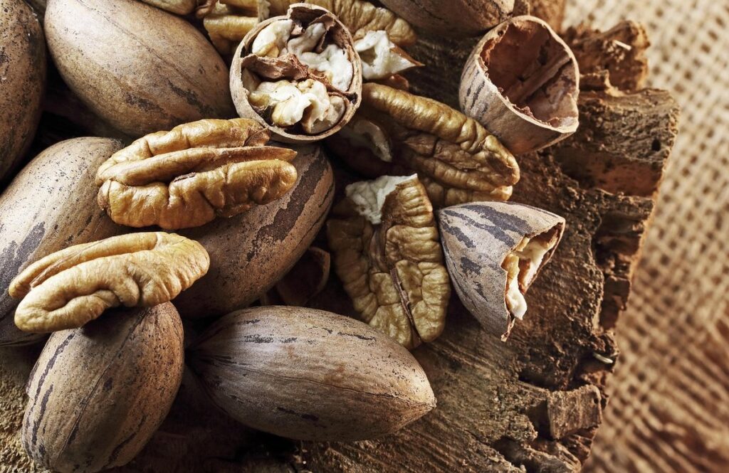 how to harvest pinon nuts