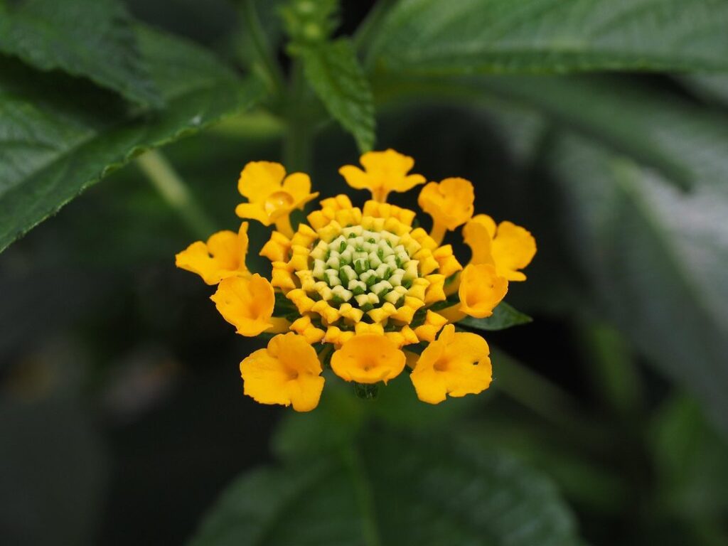types of plant cultivars