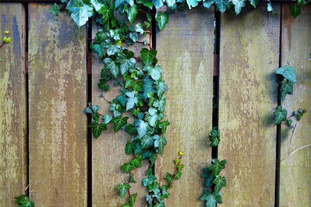 plant fence