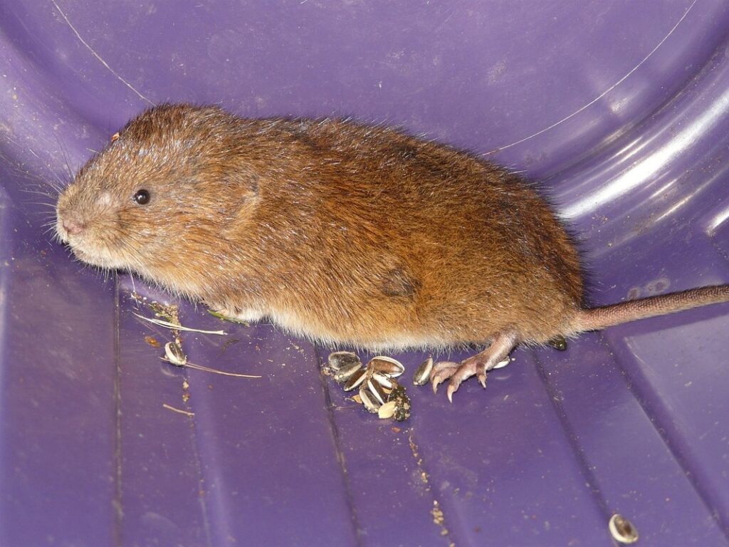 plant propagation voles