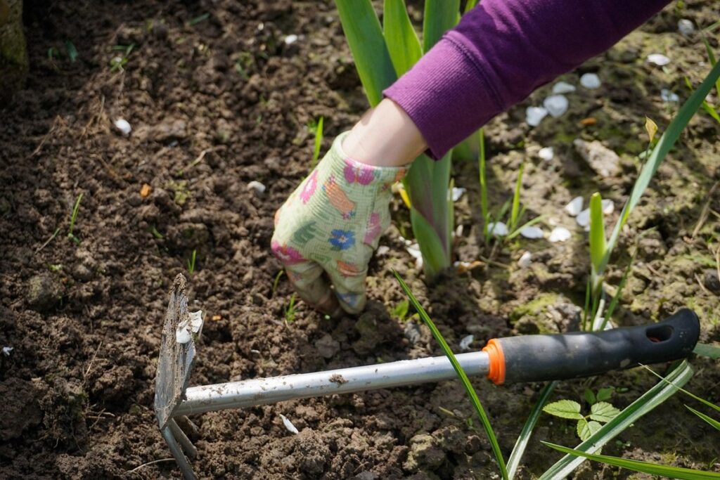 plant weeding
