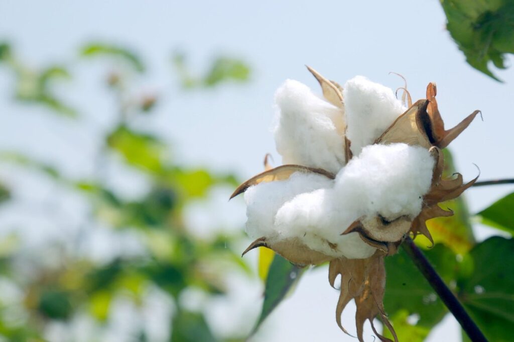 planting cotton