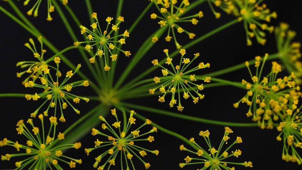 planting dill