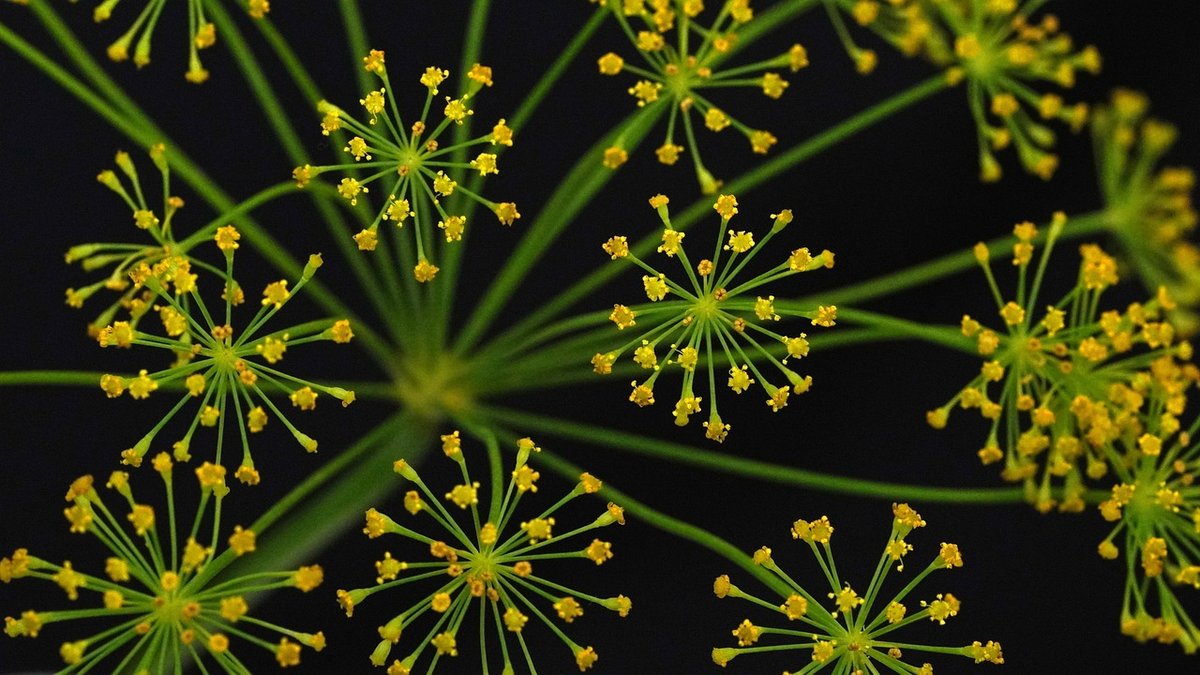 When to Plant Dill: A Zone-Specific Guide - Plant Grower World