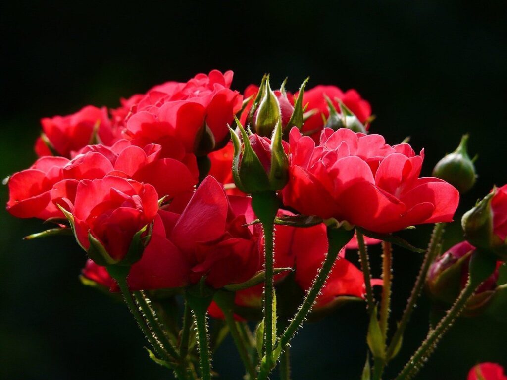 planting flowering plants