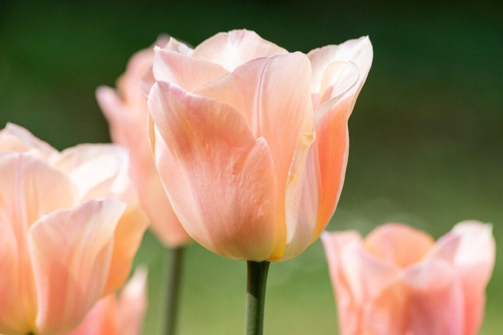 planting tulip trees