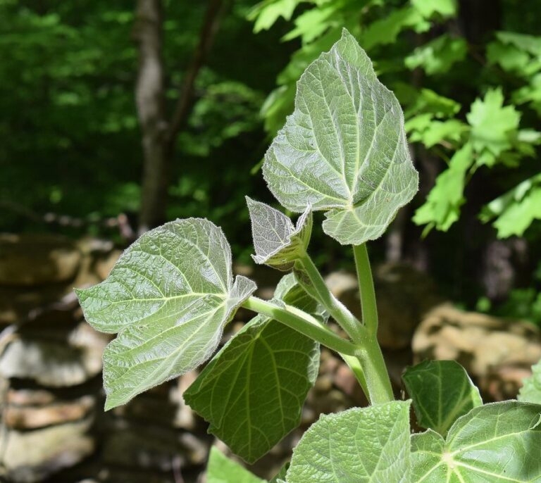 planting paulownia trees