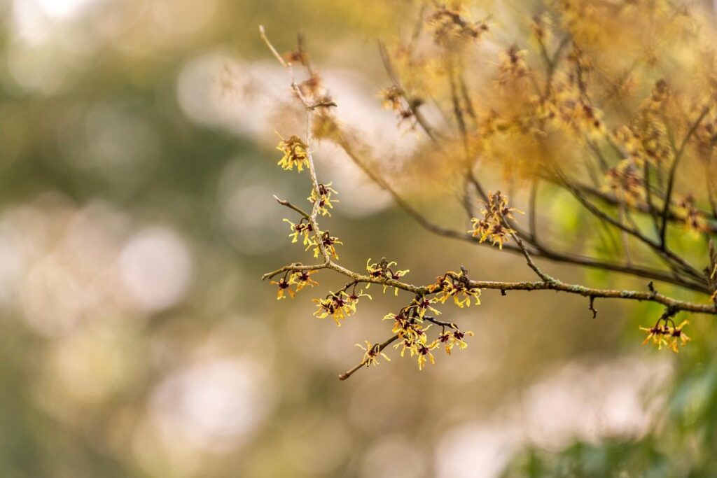 witch hazel grow