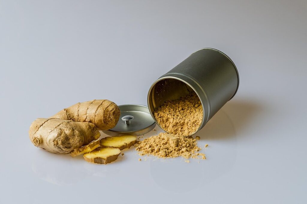 rhizome of a plant