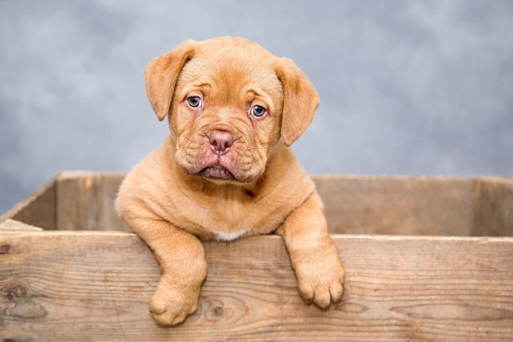 plants bad for dogs in gardens