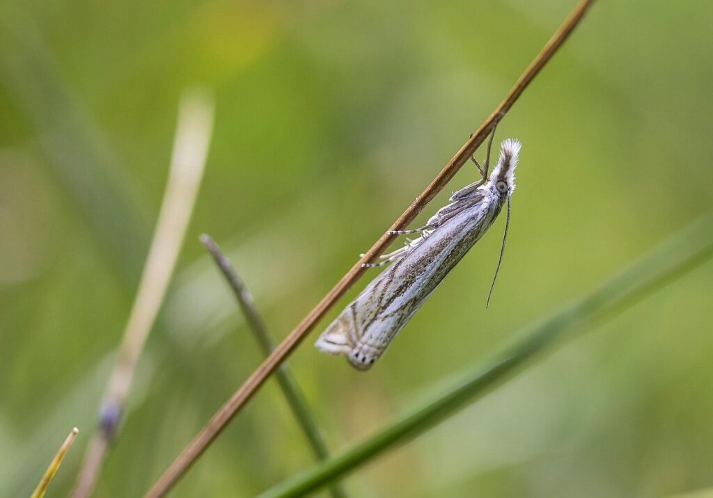 plutella xylostella