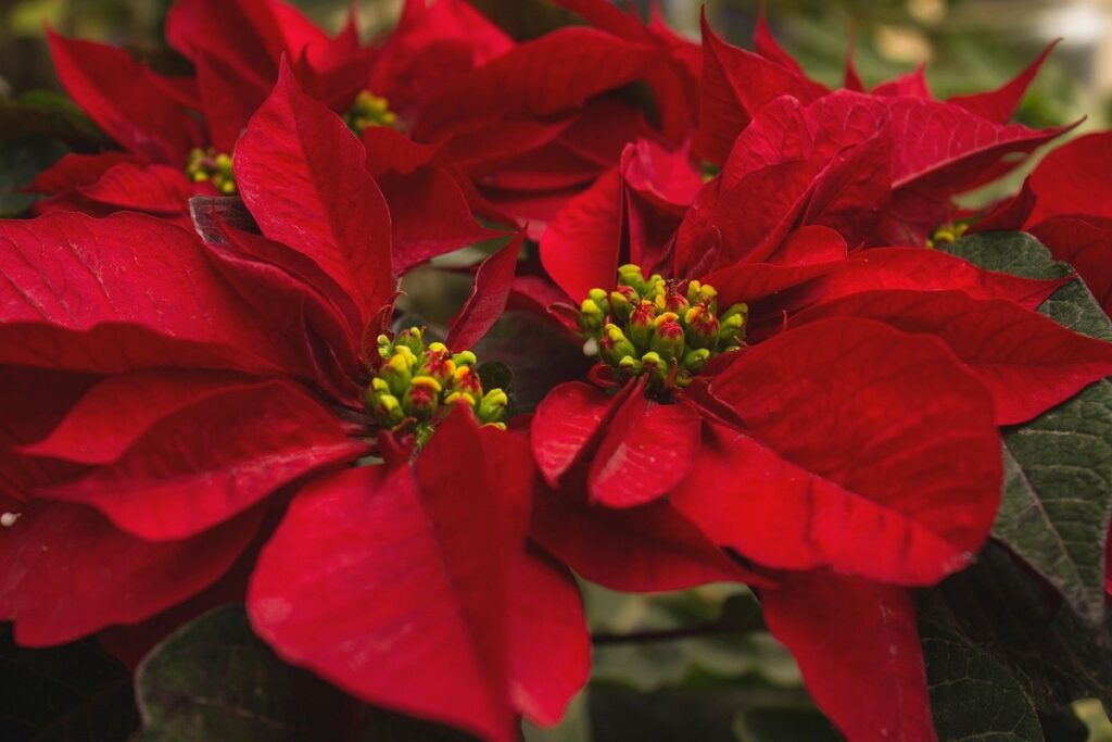 are poinsettia plants toxic to dogs