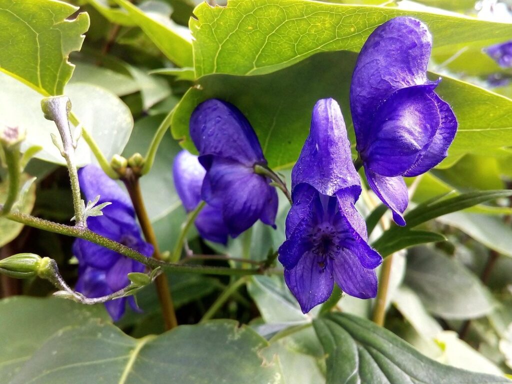 aconite plant poison