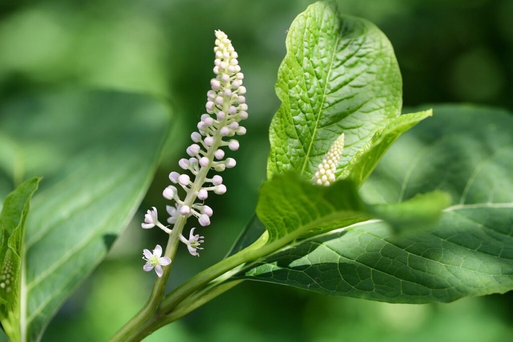pokeweed poisoning symptoms in gardens