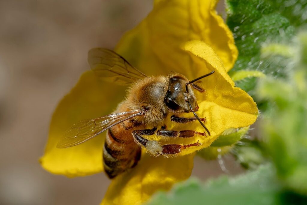 pollination in gardening