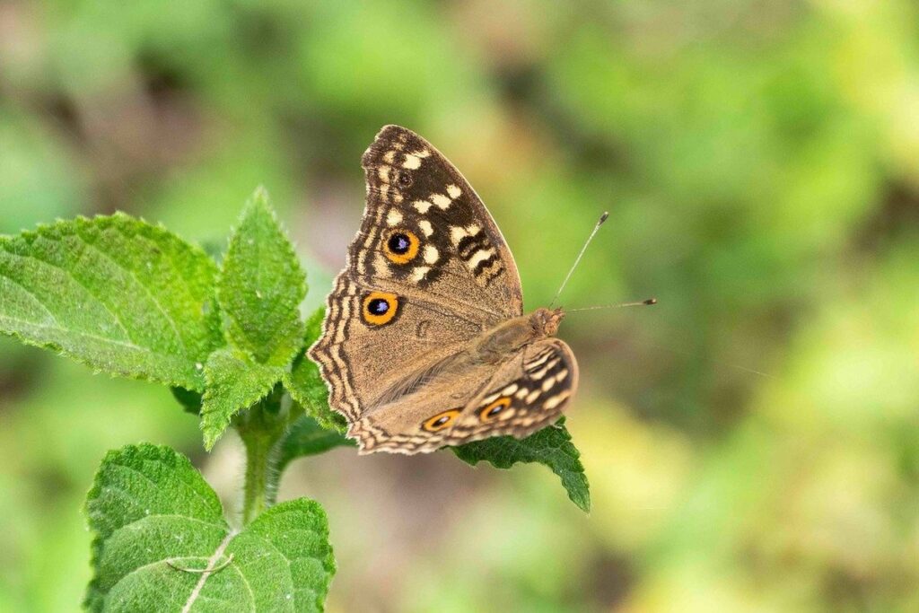 pollinator-friendly plants