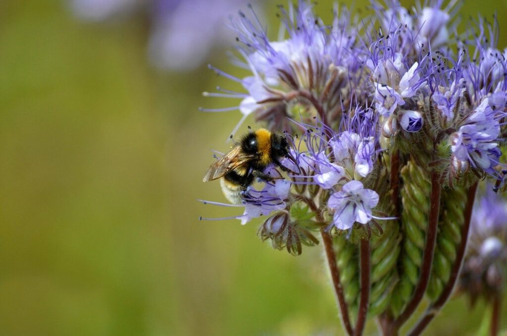 pollinator friendly plants