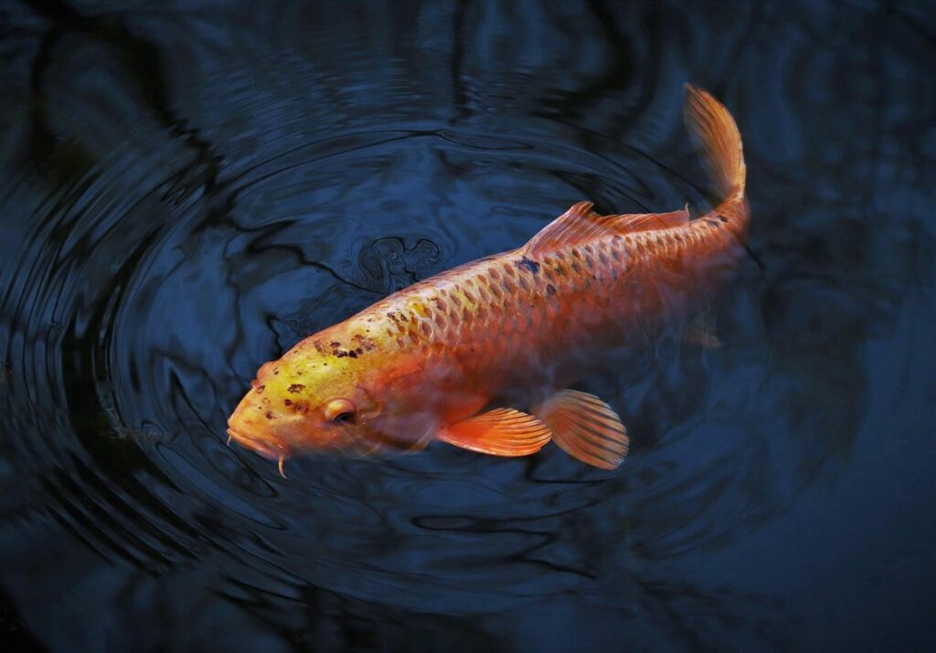 how to clean a pond with fish