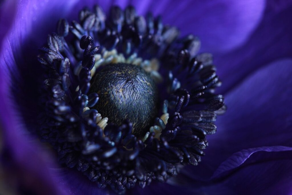 poppy anemone