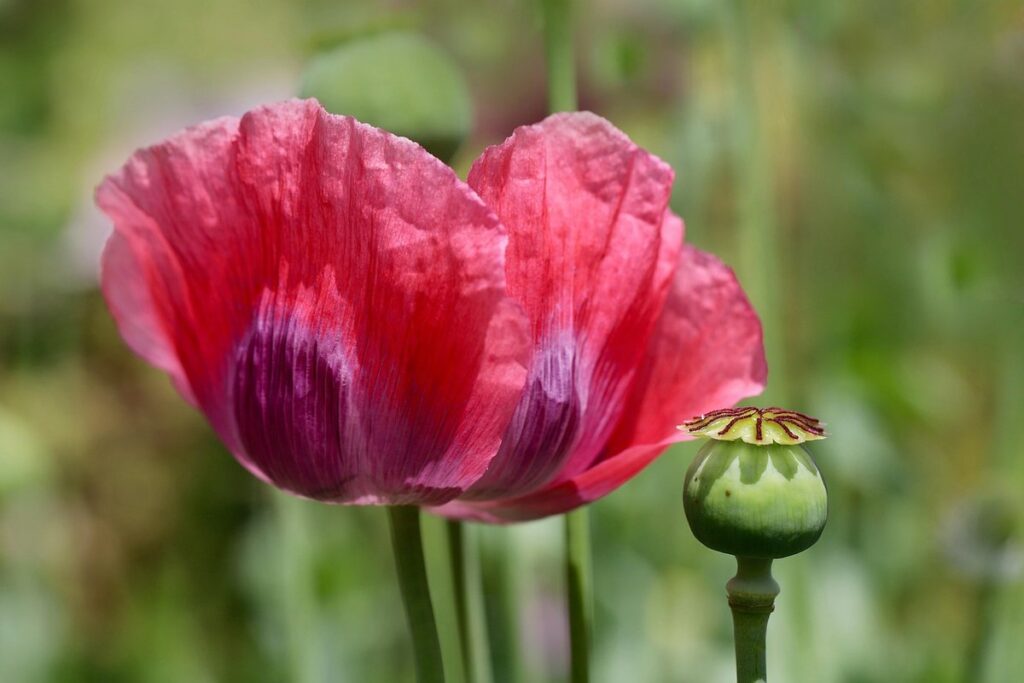 poppy leaves