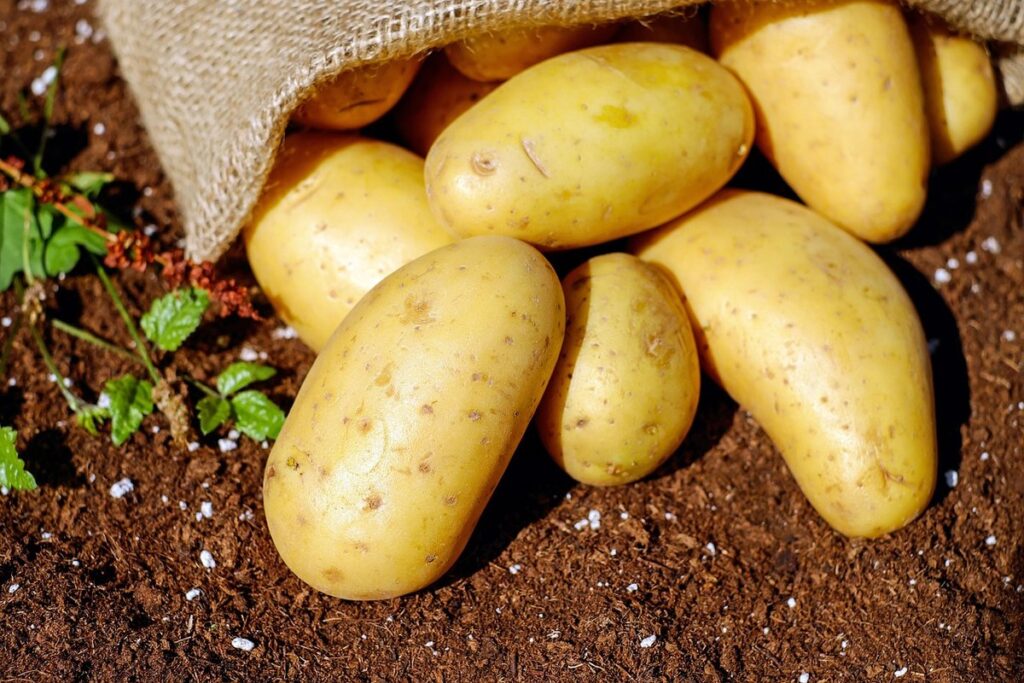 Potato sack gardening