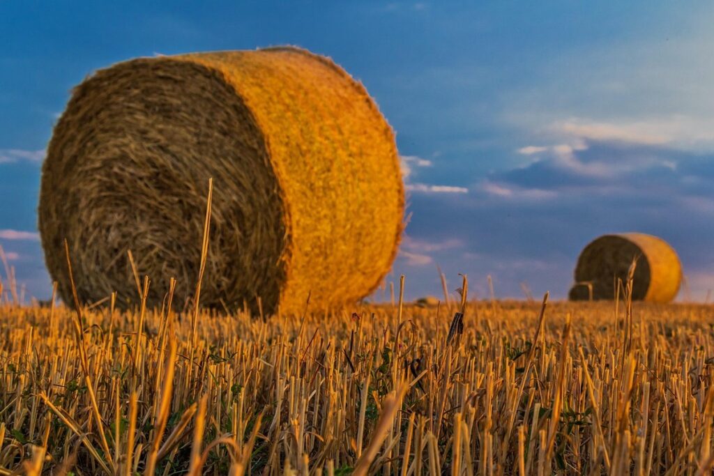 growing potatoes in hay bales