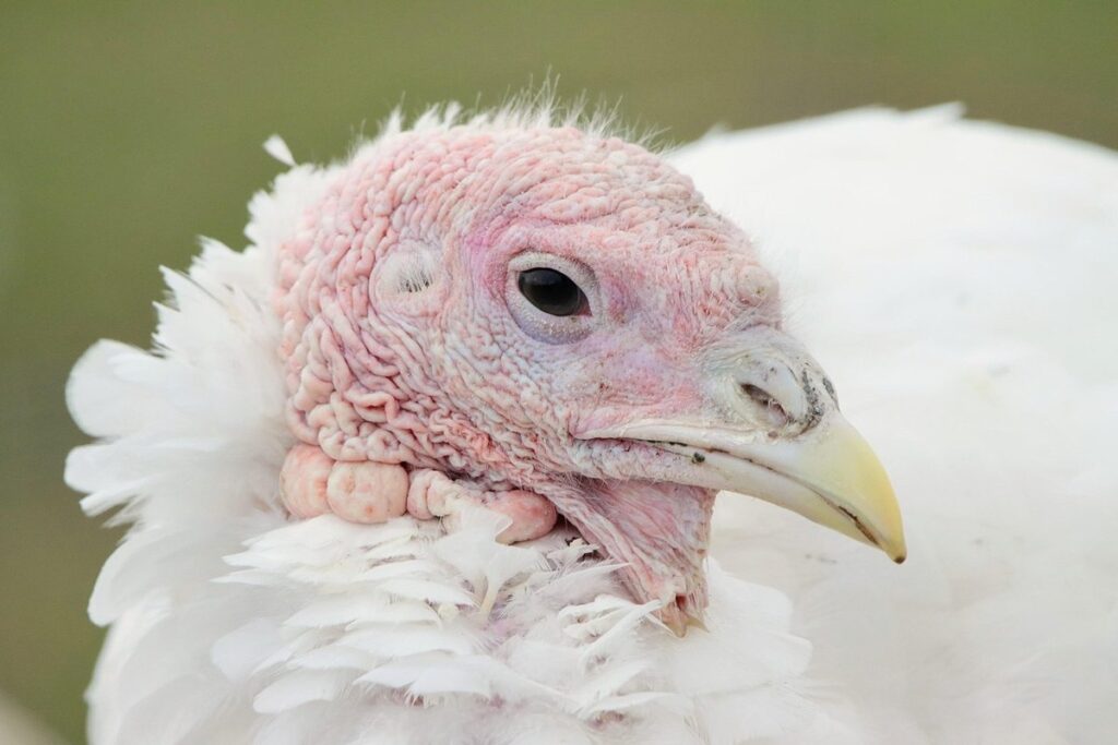 integrating poultry into permaculture gardening