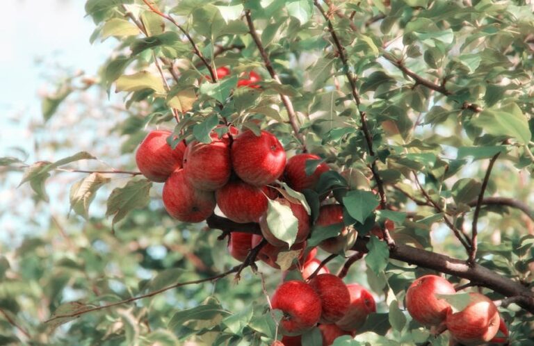 powdery mildew apple tree