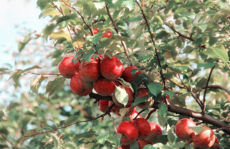 Powdery mildew apple tree -> Apple powdery mildew