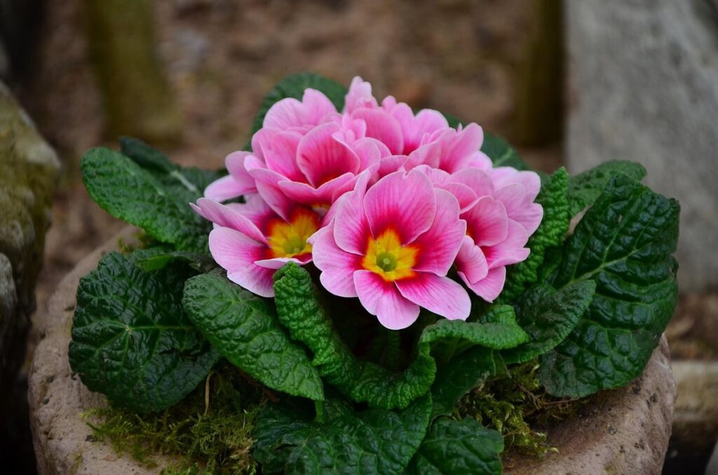 primrose flower