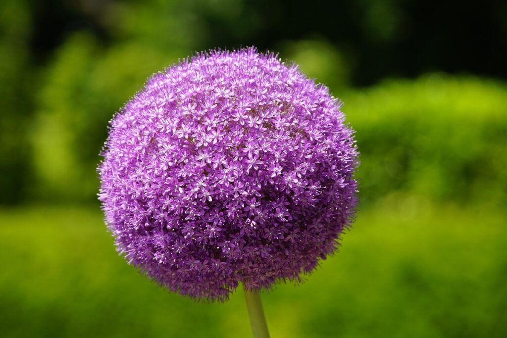 purple allium