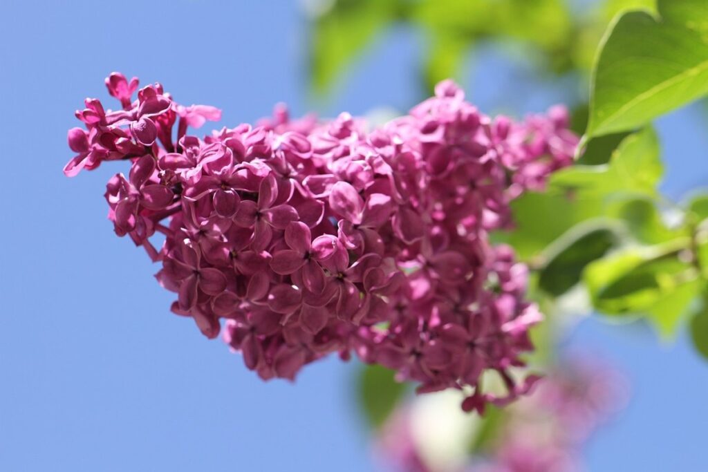 shrub with purple flowers