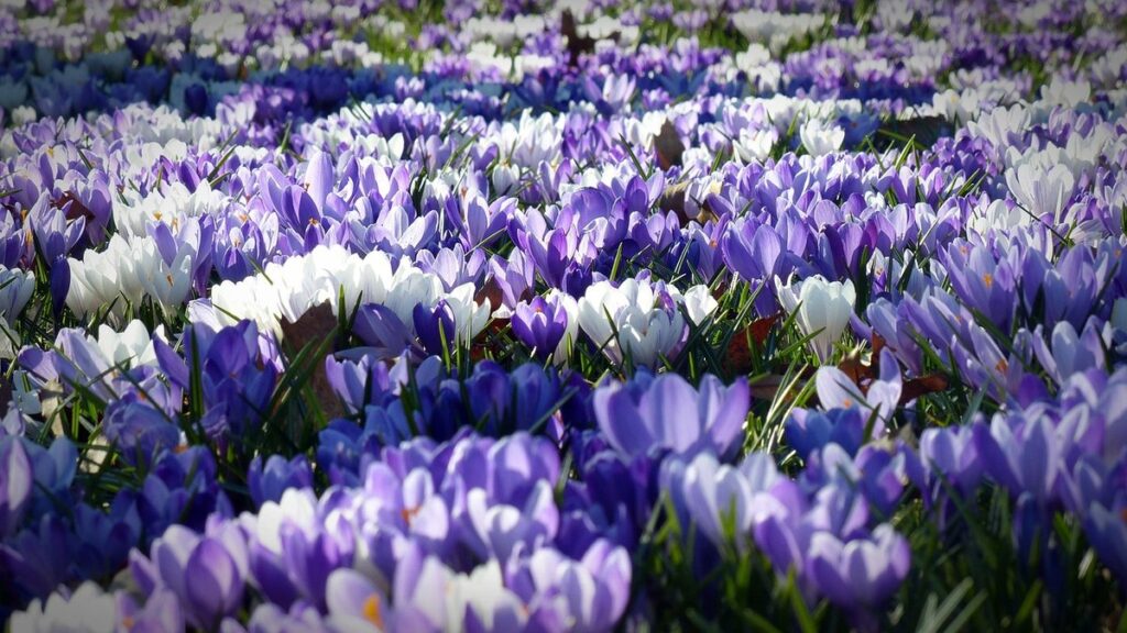 identifying purple flowers in garden fields