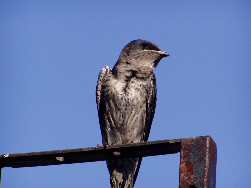 purple martin boxes in gardens