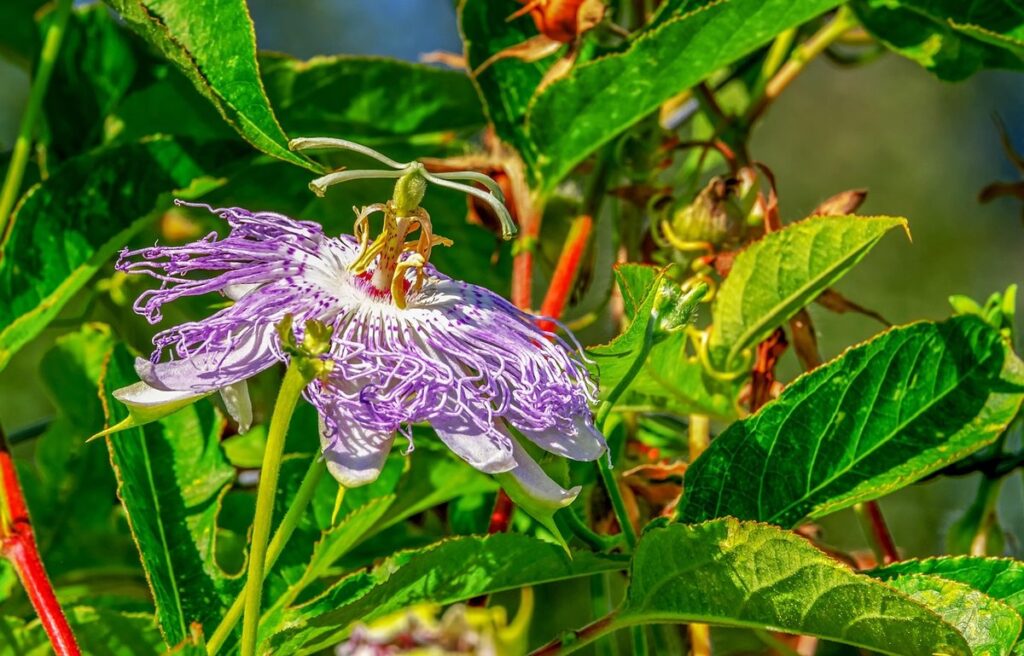 passion plant purple care