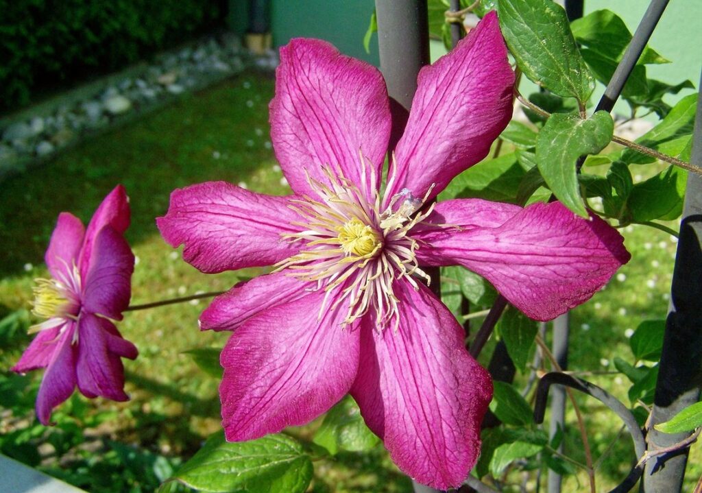 purplish blue flowers