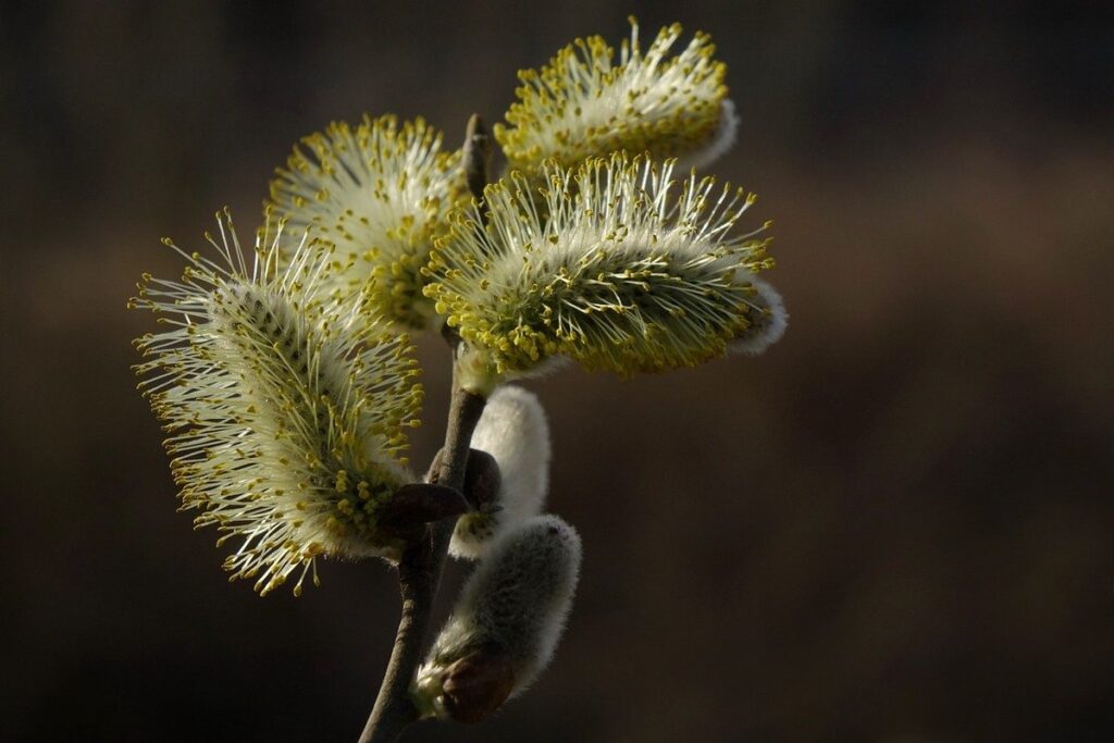pussywillow buds