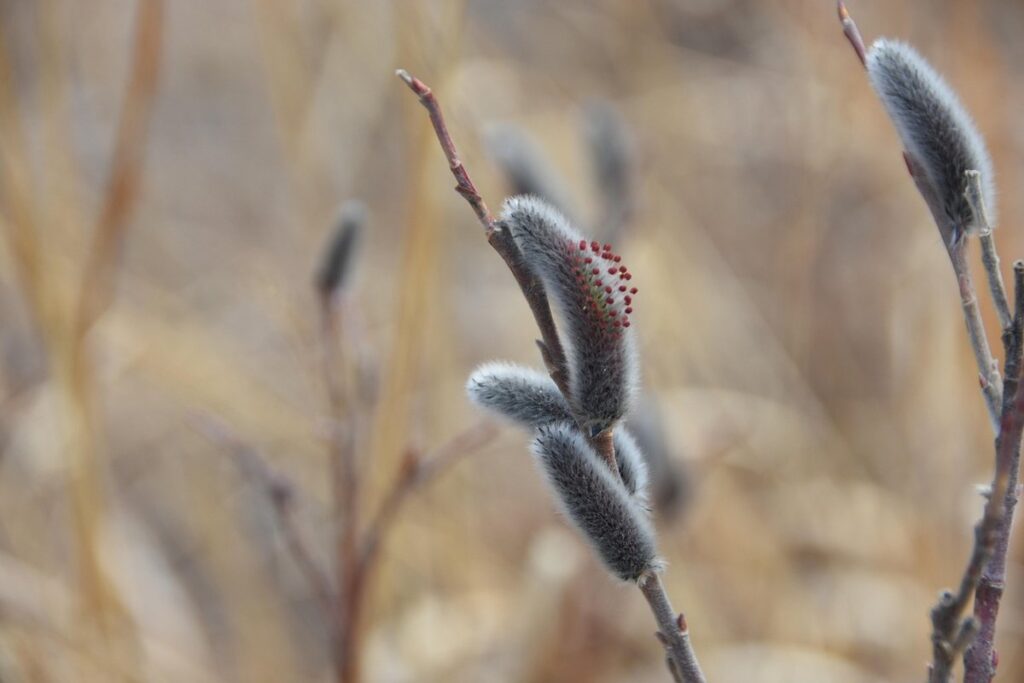 pussywillow flower