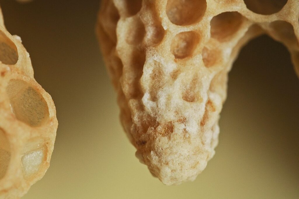 queen bee cell in garden hives