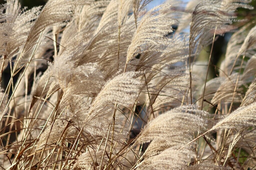quitch grass
