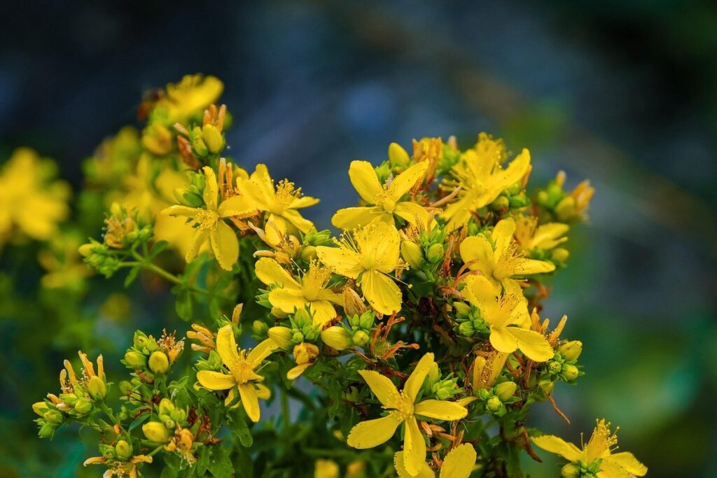 rag wort