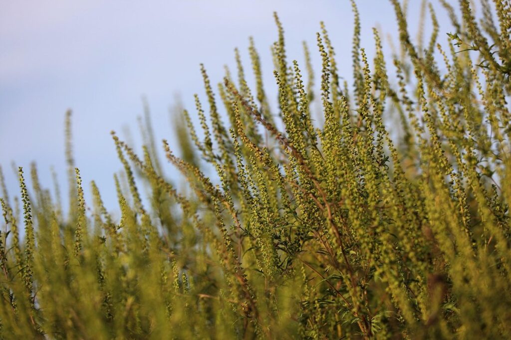 ragweed control in gardens