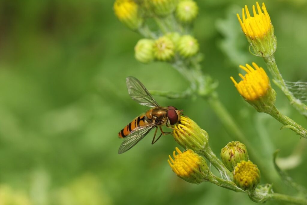 ragwort plant