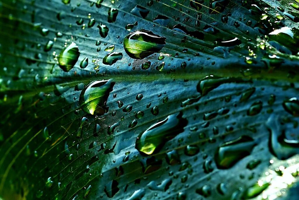 rainwater harvesting for gardens