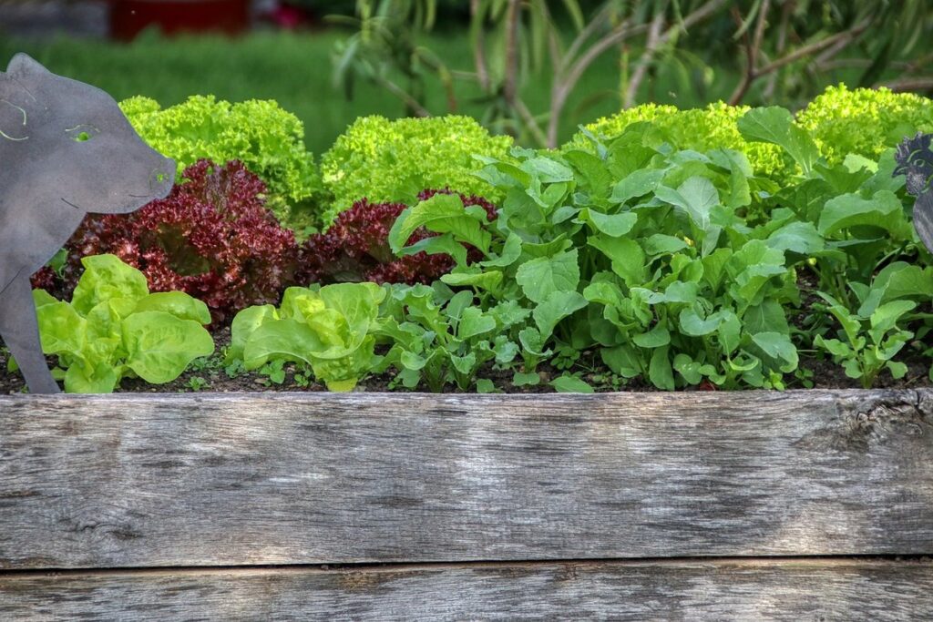 raised bed gardening