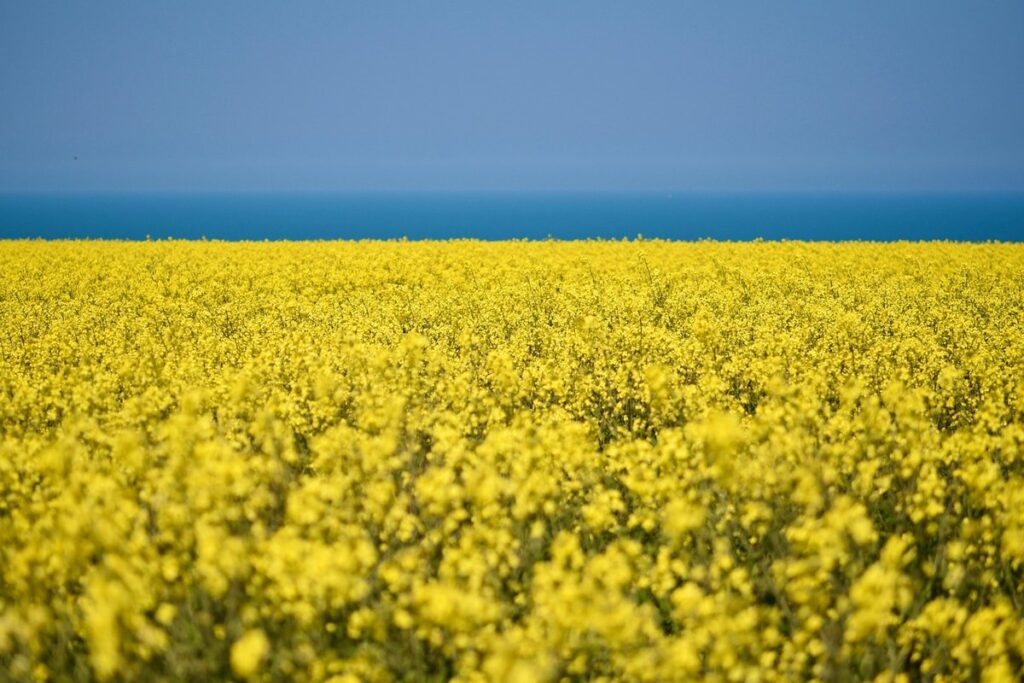 when is rapeseed harvested