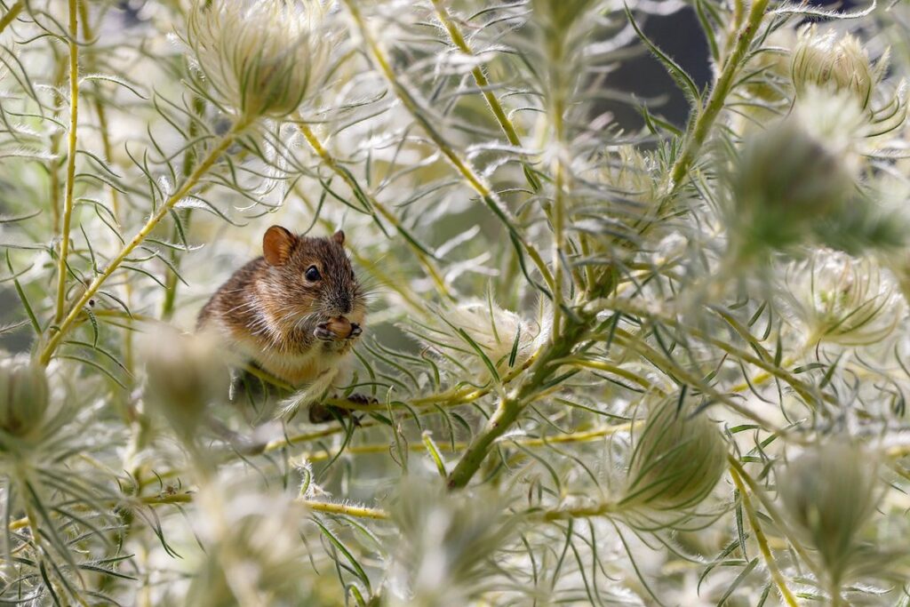 rat bait for garden pest management